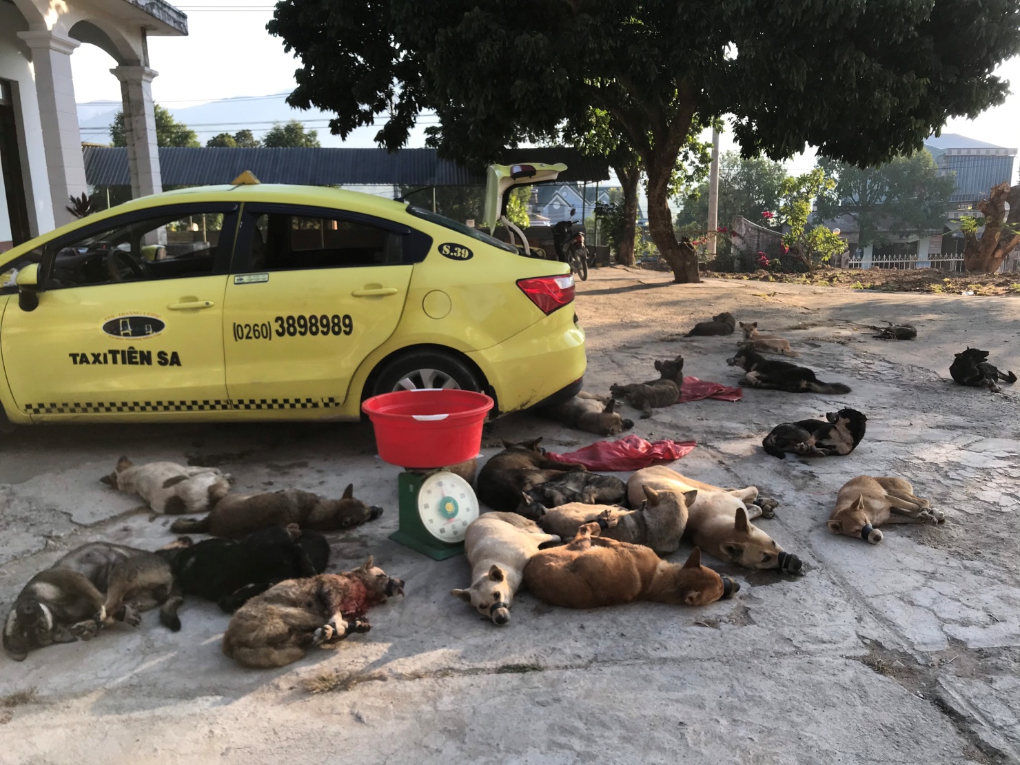 Bắt 2 đối tượng trộm hơn 300kg chó trên địa bàn huyện