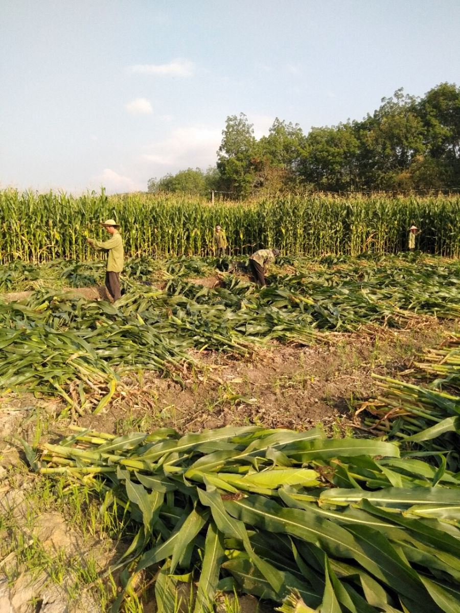 Thí điểm thành công mô hình trồng ngô trên diện tích đất trồng lúa thiếu nước